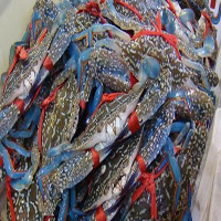 陵水海鲜活体空运